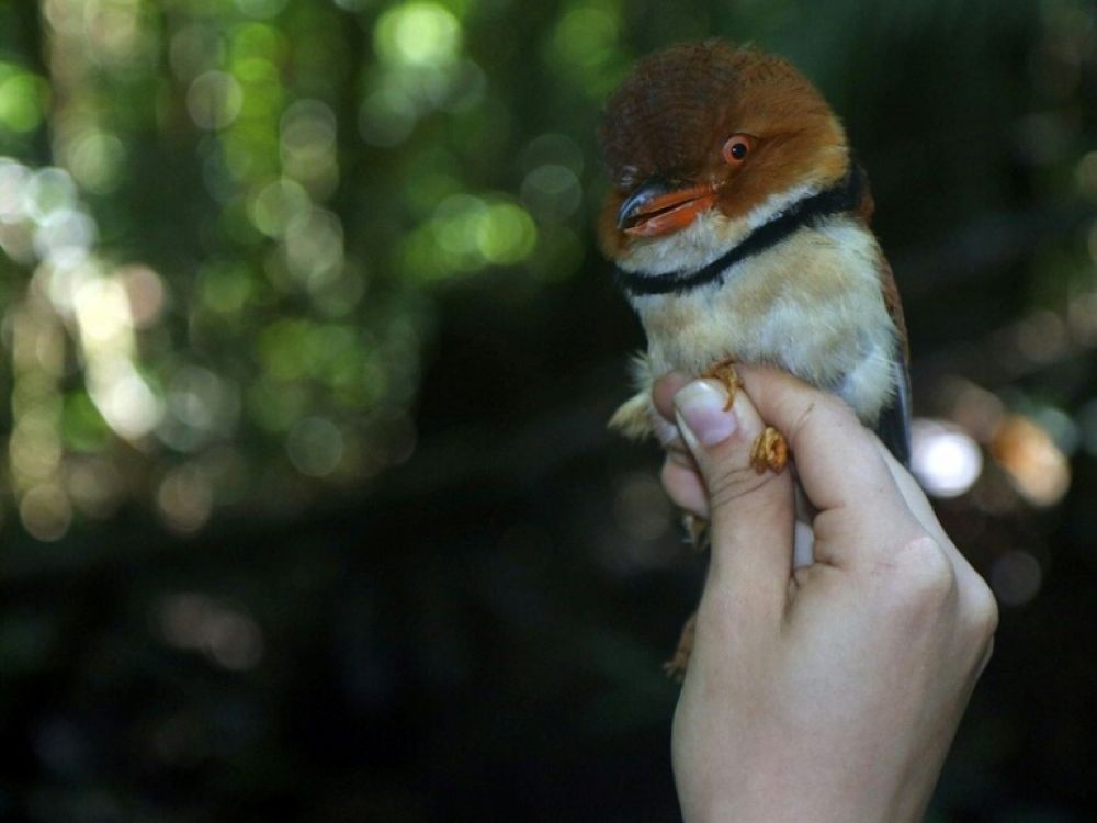 A cause du réchauffement climatique, des oiseaux d'Amazonie rapetissent