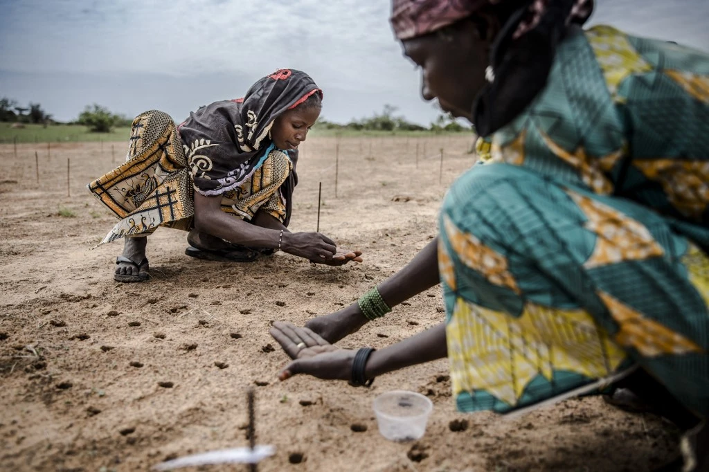 Au Niger, la Grande muraille verte avance à petits pas