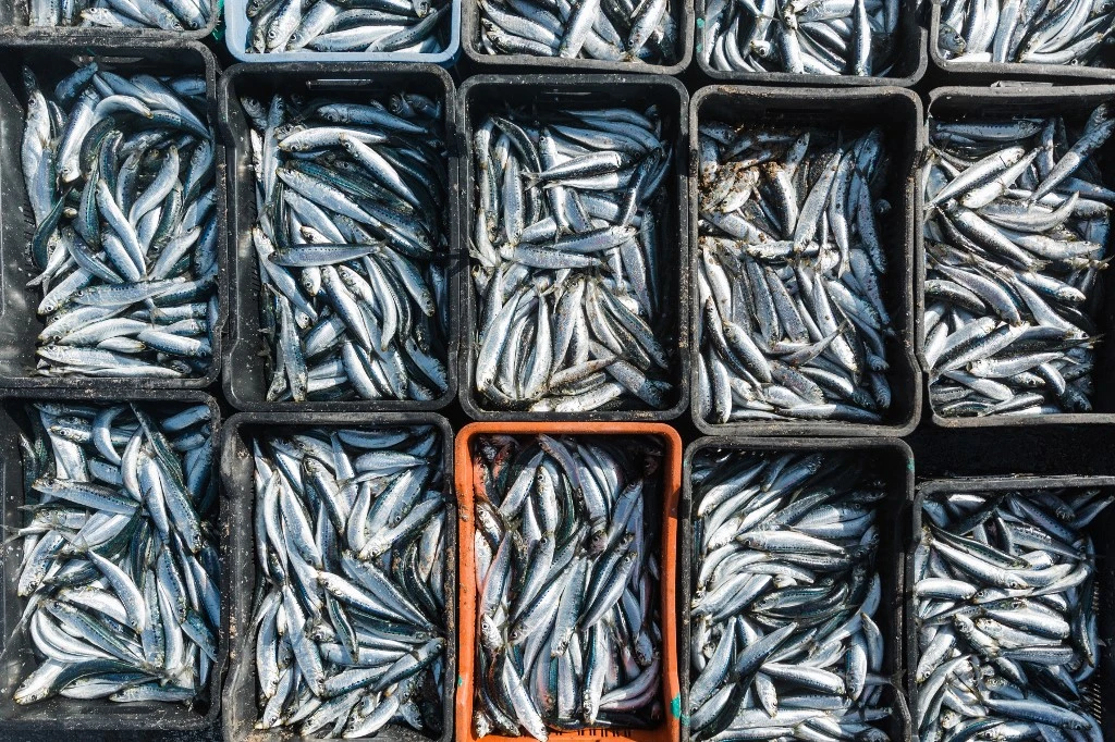 Sardines de plus en plus petites: une modification de l'environnement en cause