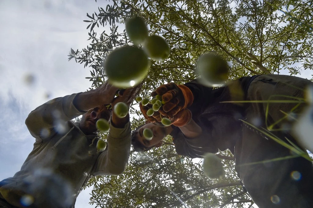 L'«élixir» de Hakim Alilèche, une huile d'olive bio primée à l'international