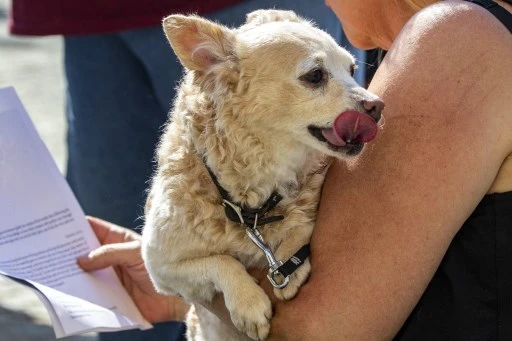 Un «téléphone pour chiens» vise à atténuer leur solitude