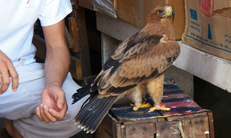 Trafic illégal d'aigles : Un réseau international démantelé à Marrakech