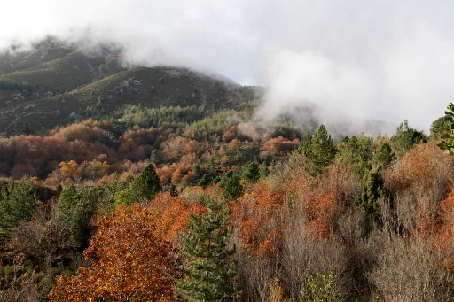 Les couleurs du maquis corse en automne, près de Bocognano. Le maquis a servi de refuge aux résistants durant la IIe Guerre mondiale. (Pascal Pochard-Casabianca/AFP)