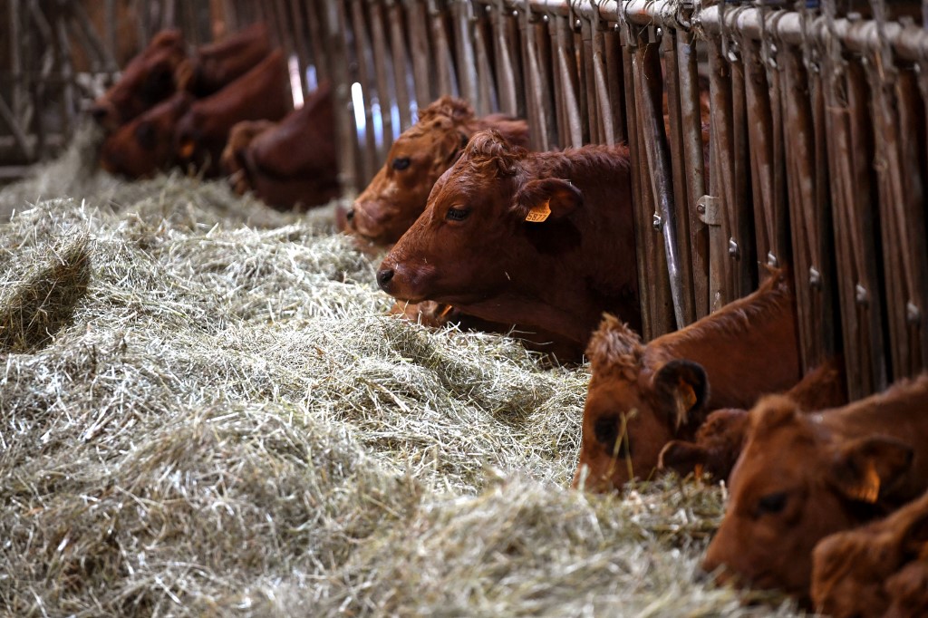 Viande et produits laitiers: un rapport dénonce le «greenwashing» de géants européens