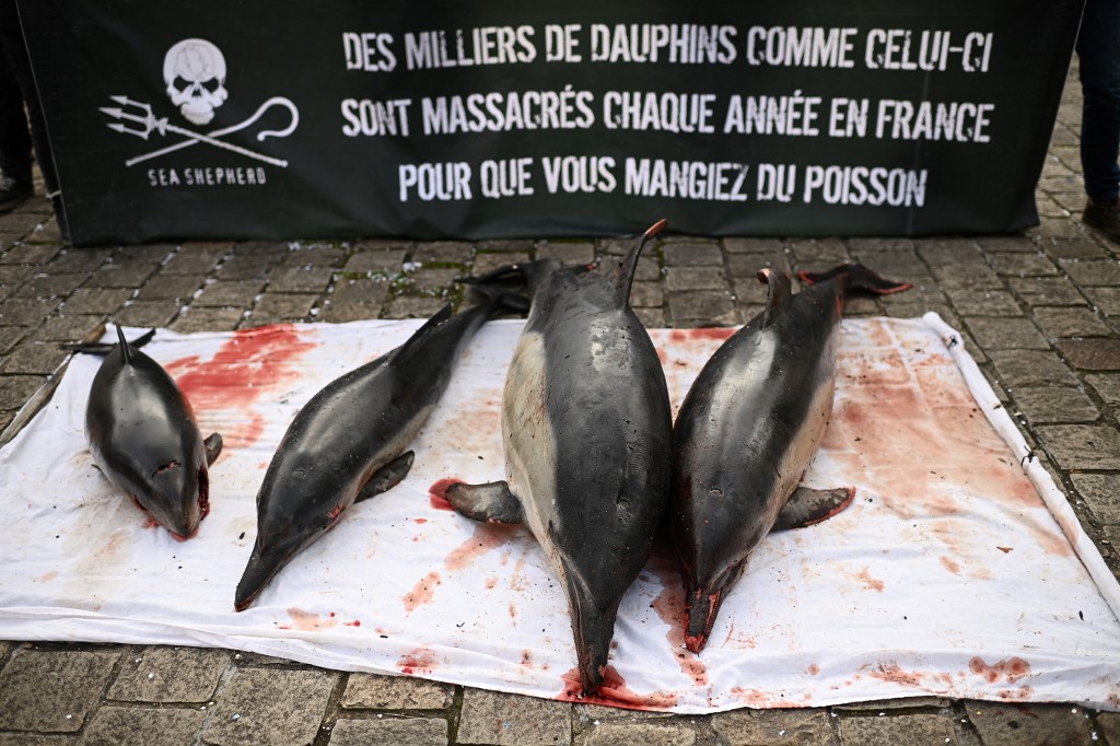 Deux ONG attaquent l'Etat devant le Conseil d'Etat pour mieux protéger les dauphins