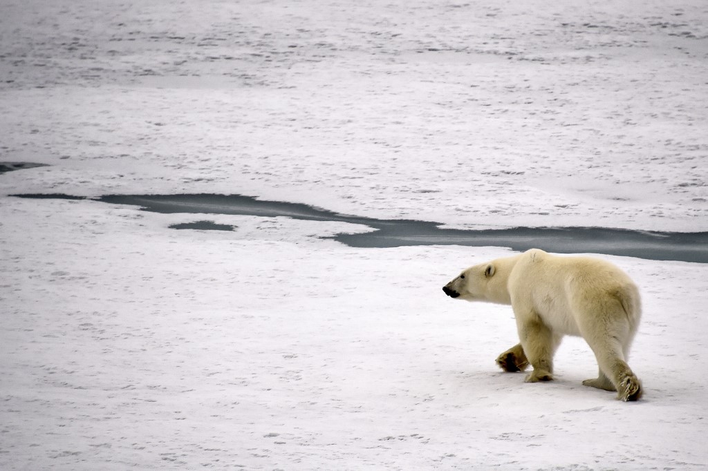 Une scène de chasse atypique interroge sur le menu des ours polaires