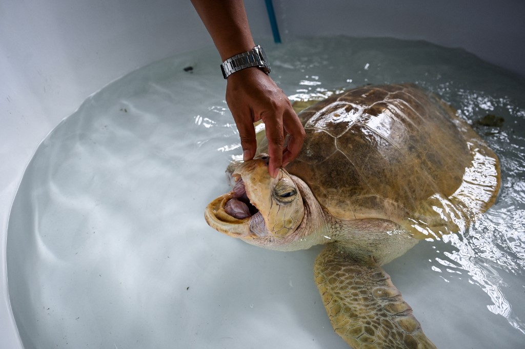 Les tortues marines de retour sur les plages de Thaïlande depuis la pandémie