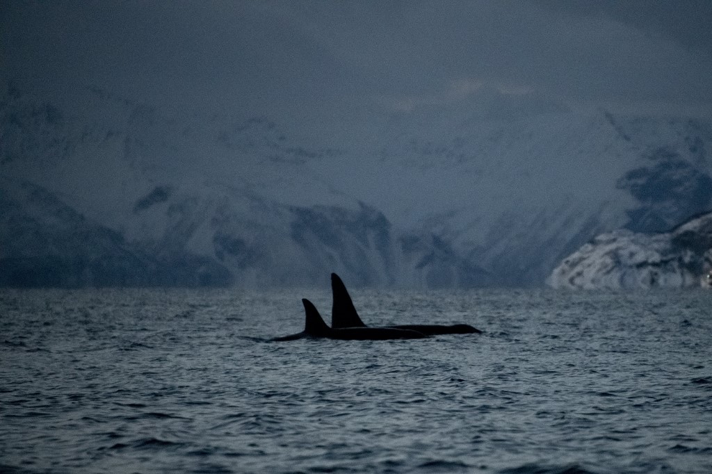 Avec le recul de la banquise, les orques de plus en plus dans l'Arctique