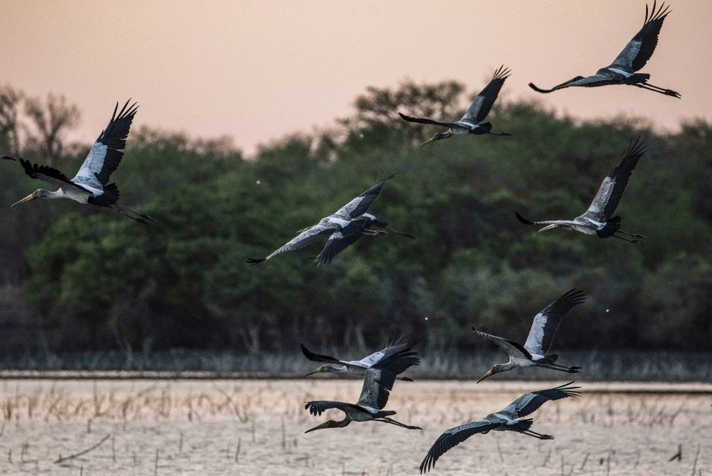 Israël: 2 000 grues sauvages mortes de la grippe aviaire en moins d'une semaine