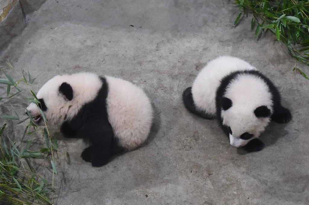 Première présentation au public des bébés pandas du zoo français de Beauval