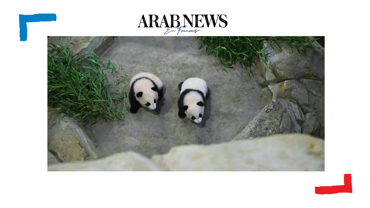 Les bébés pandas du zoo de Beauval font leur première sortie publique