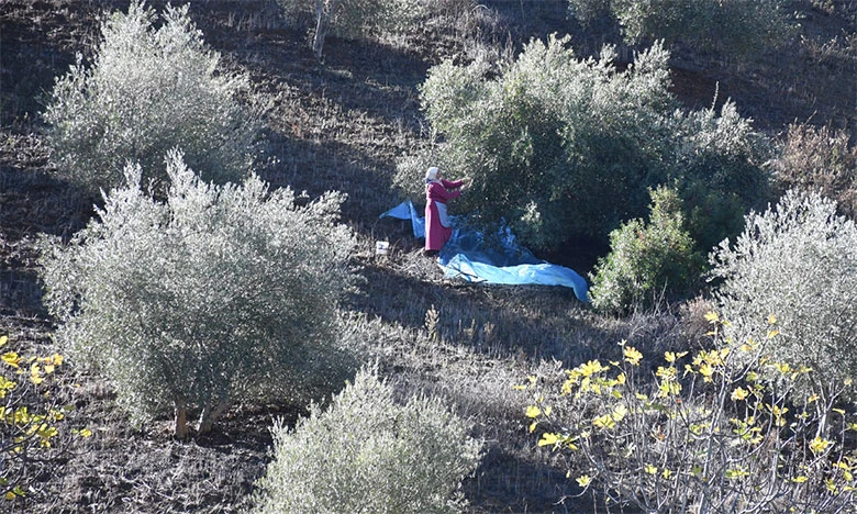 Oléiculture: L’initiative Al Moutmir atteint ses objectifs à Chefchaouen