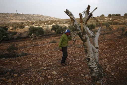 Un agriculteur palestinien, Mahmoud Abu Shinar, montre ses oliviers détruits, près du village cisjordanien de Turmus Aya, au nord de Ramallah, le 22 octobre 2018. (Abbas Momani / AFP)