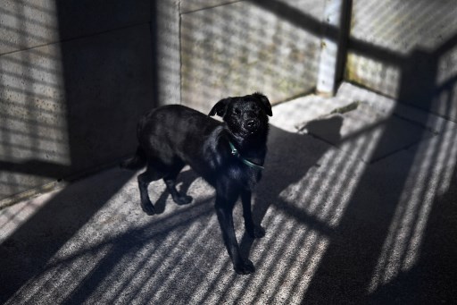Un chien attend dans un chenil au refuge pour animaux « Le refuge de Landerneau «, à Landerneau, dans l'ouest de la France, le 8 octobre 2021. (Fred Tanneau/AFP)