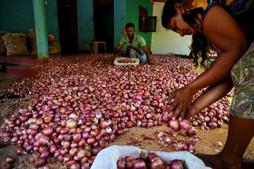 Des agriculteurs trient leur récolte d'oignons près d'une ferme à Dambulla, dans le centre-nord du Sri Lanka, le 24 octobre 2021. (Ishara S. Kodikara/AFP)