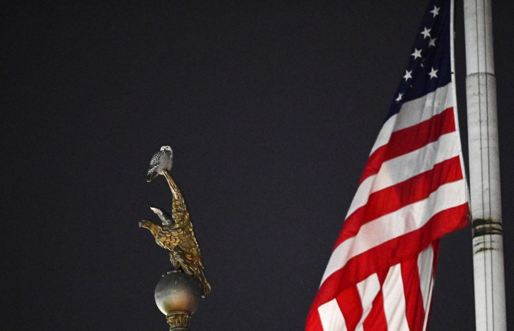 A Washington, on se passionne pour un hibou venu de l'Arctique