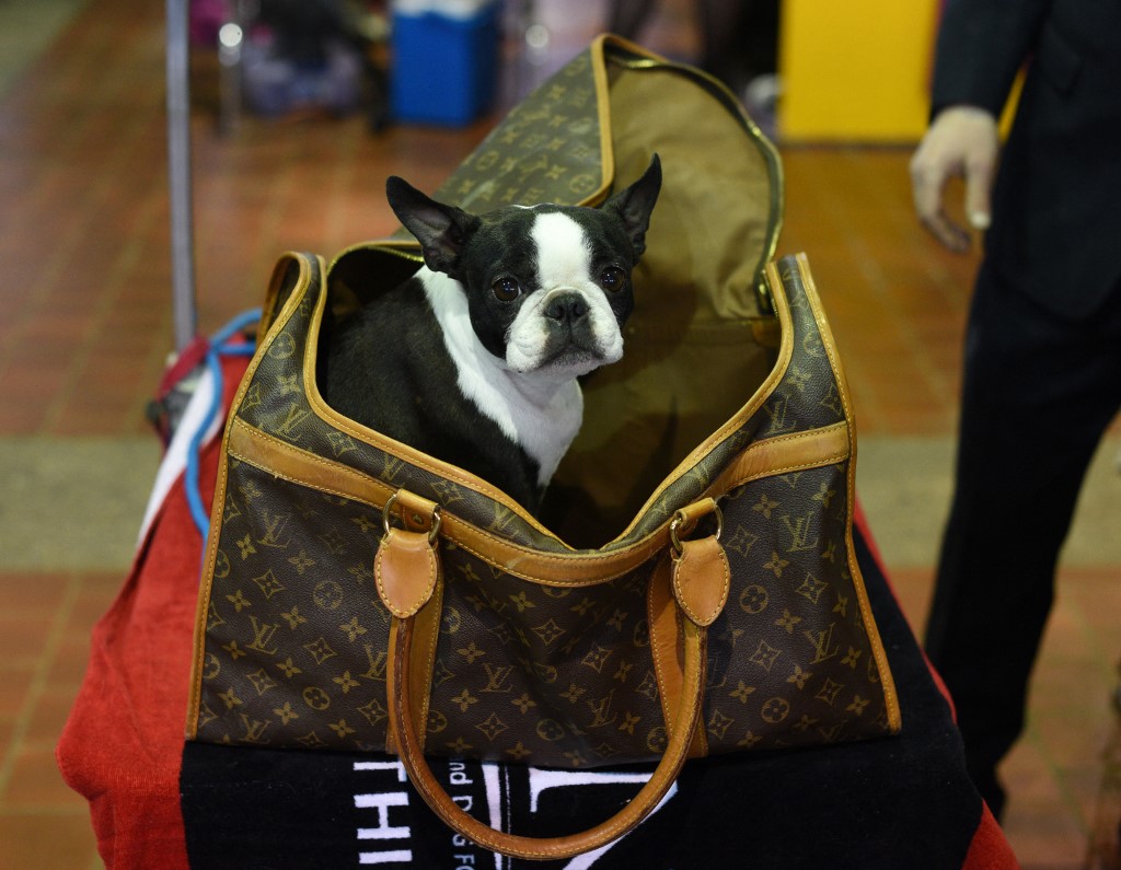 Le bouledogue, chien des stars ciblé par les voleurs en Amérique