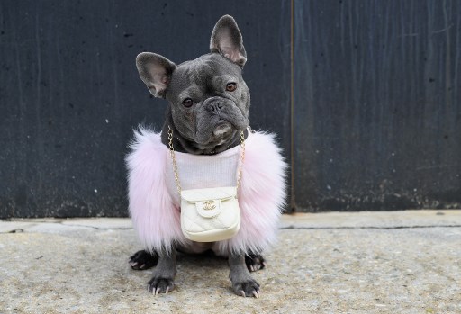 Dans cette photo d'archive prise le 16 février 2021, un bouledogue français nommé Magnolia porte une pochette Chanel. (Angela Weiss/AFP)