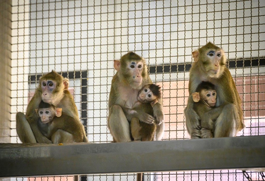 USA: des singes de laboratoire évadés d'un camion retrouvés et euthanasiés