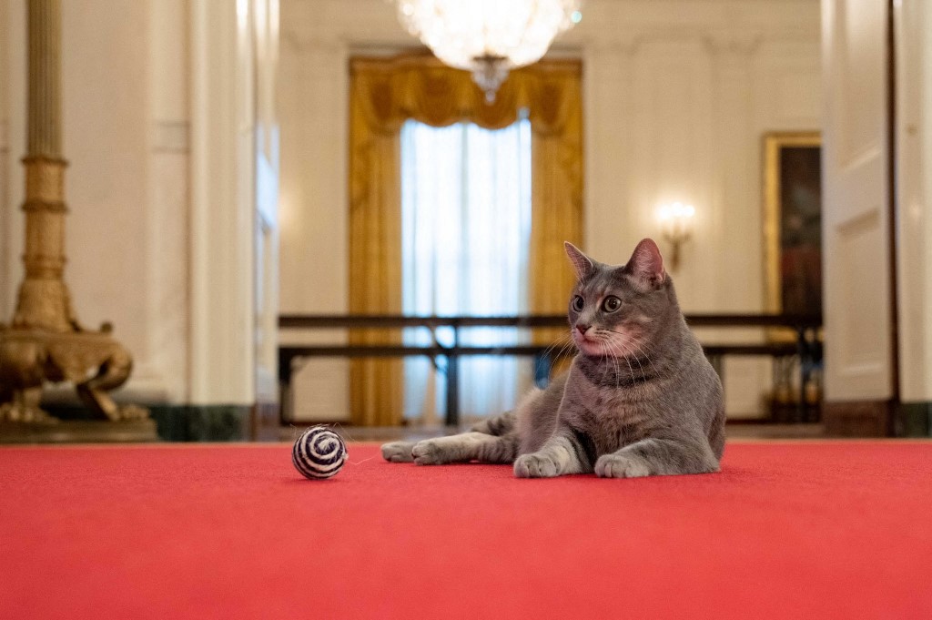 « First Cat of the United States »:les Biden accueillent Willow à la Maison Blanche