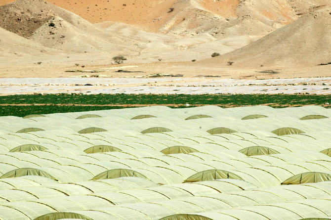 Les cultures en hydroponie et en serre, un pari viable pour l'Arabie saoudite