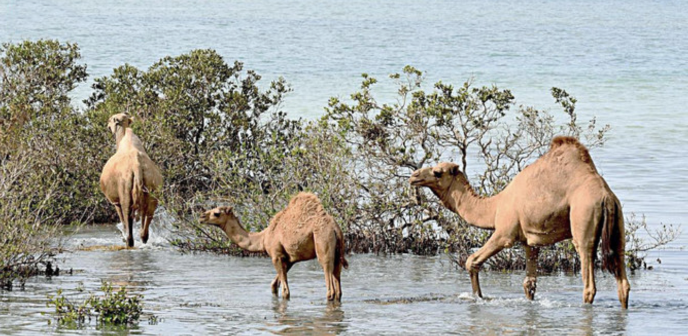 En Arabie saoudite, des efforts sont déployés pour protéger les mangroves