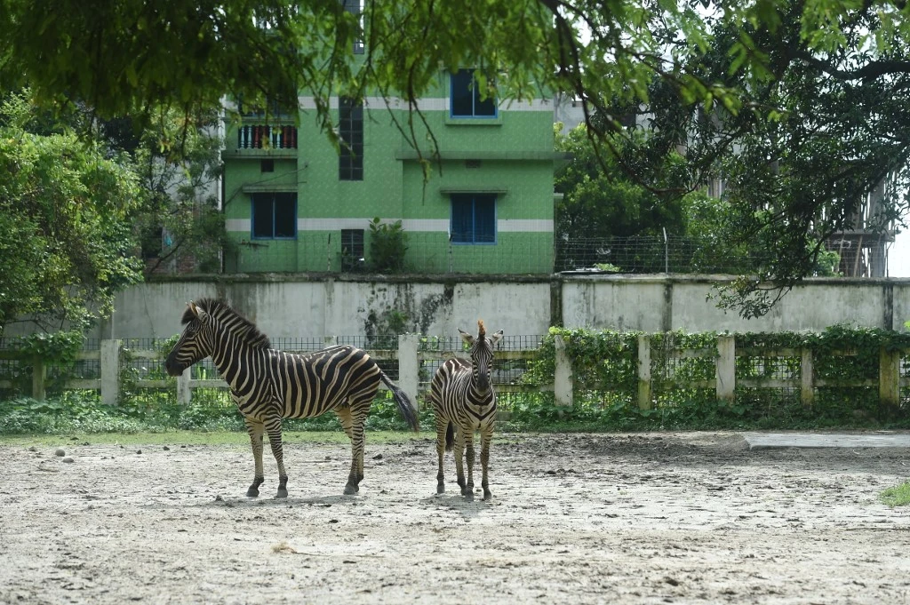 Bangladesh: enquête sur une hécatombe de zèbres dans un parc animalier