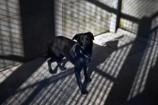 Un chien attend dans un chenil au refuge pour animaux « Le refuge de Landerneau «, à Landerneau, dans l'ouest de la France, le 8 octobre 2021. (Fred Tanneau/AFP)