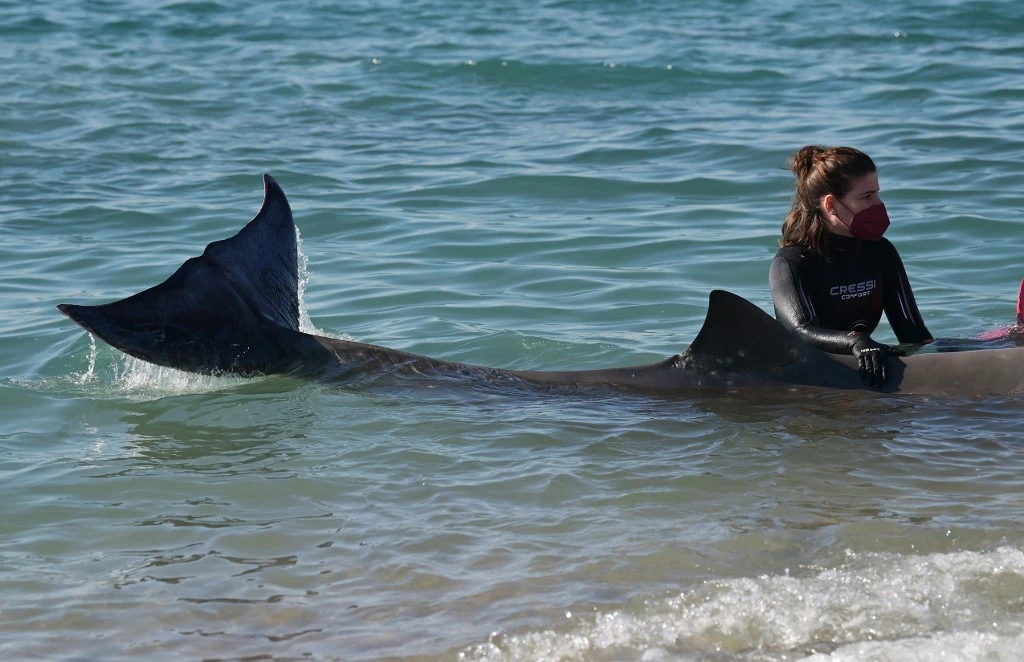 Grèce: une jeune baleine blessée échoue sur une plage près d'Athènes
