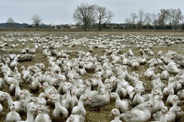 France: abattages massifs dans le Sud-Ouest pour endiguer la grippe aviaire