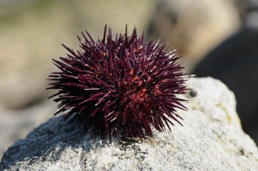 Un pêcheur sous-marin interpellé avec près de mille oursins près de Marseille