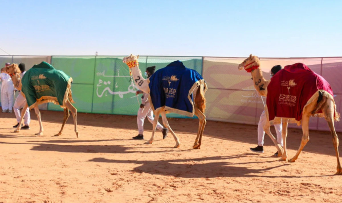 Une dirigeante d'entreprise équipe des chameaux au Festival annuel du roi Abdelaziz