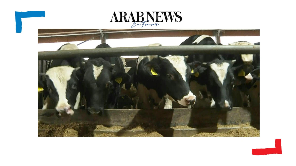 Climat: les agriculteurs néerlandais au pied du mur