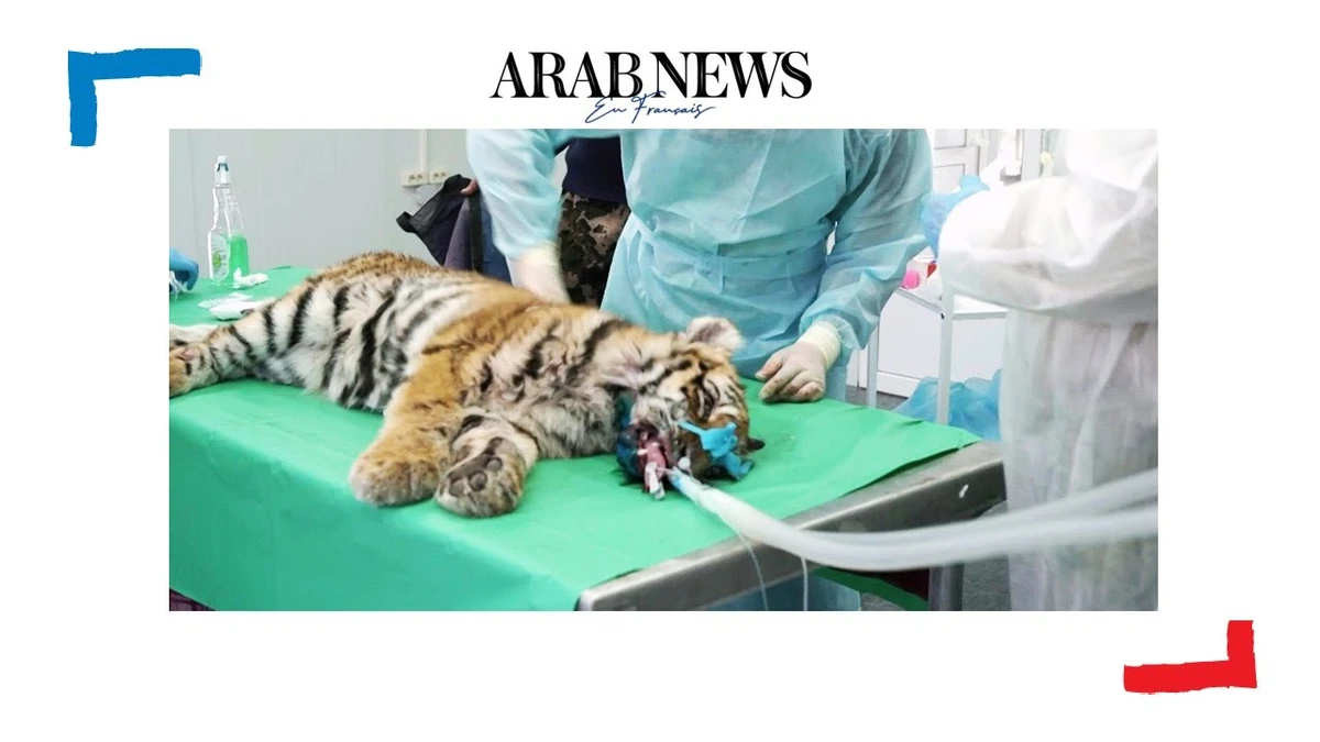 Russie: un jeune tigre souffrant de graves engelures, sauvé après opération