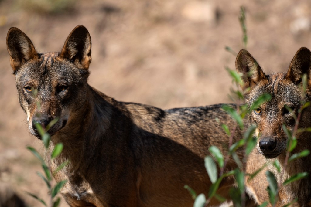 Faut-il crier au loup ?