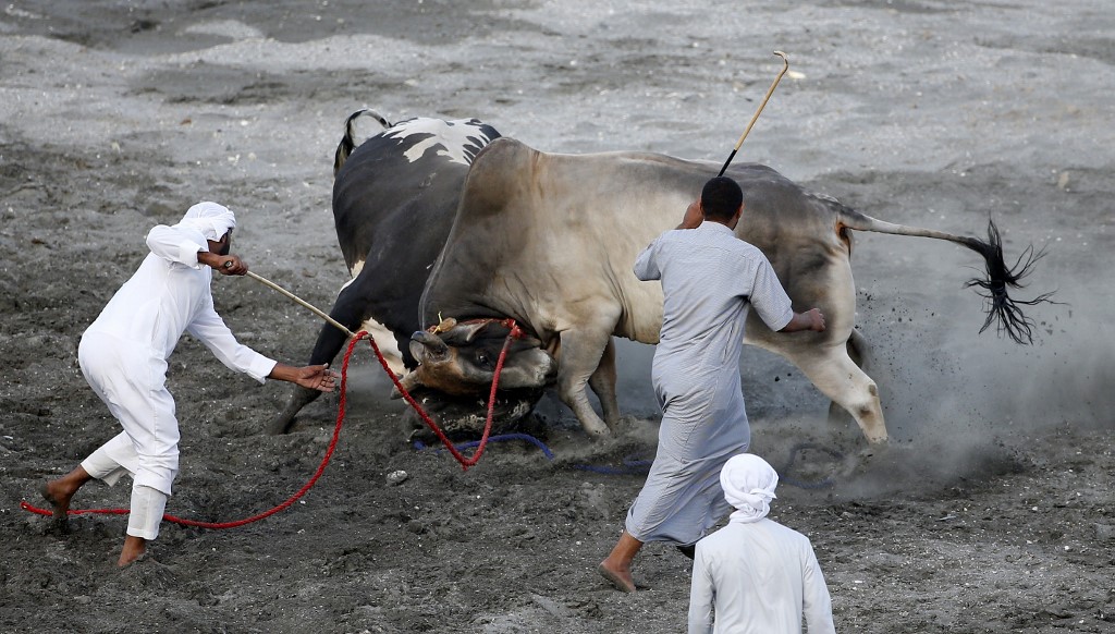 Aux Emirats, la tradition des combats de taureaux loin des gratte-ciel