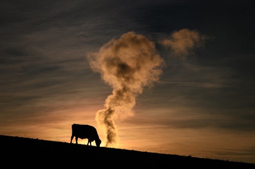 Silhouette d’une vache en train de brouter face à la fumée d'une cheminée d'une usine d'incinération à Lausanne au lever du soleil le 19 novembre 2021. (Fabrice Coffrini/ AFP)
