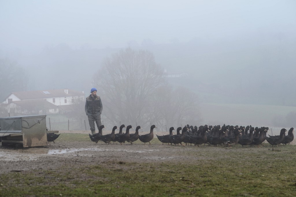 Grippe aviaire: 2,9 millions de volailles abattues depuis le début de la crise