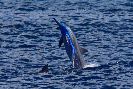 Photo non datée publiée par l'ONG Oceana et prise par la Pacific Whale Foundation le 18 novembre 2020, montrant un Spinner Dolphin qui saute hors de l'eau avec du plastique autour du nez. (Jackson Kowalski / Pacific Whale Foundation / AFP)