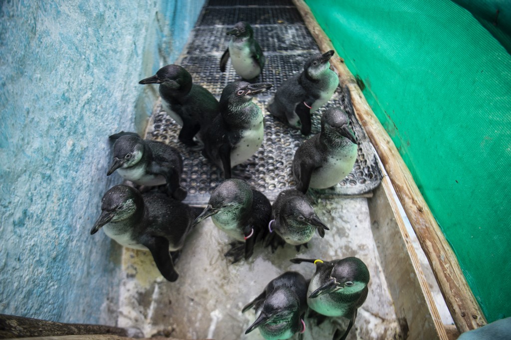 Au Pérou, des manchots touchés par la marée noire retrouvent des forces