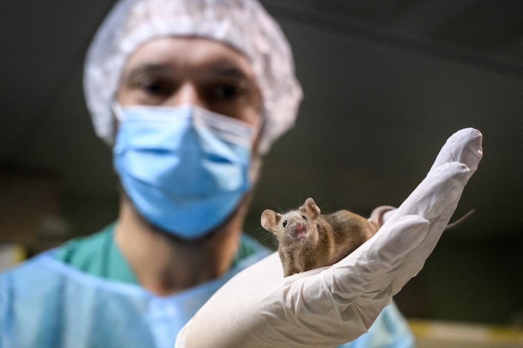 Des droits fondamentaux pour les primates ? Un canton suisse vote dimanche