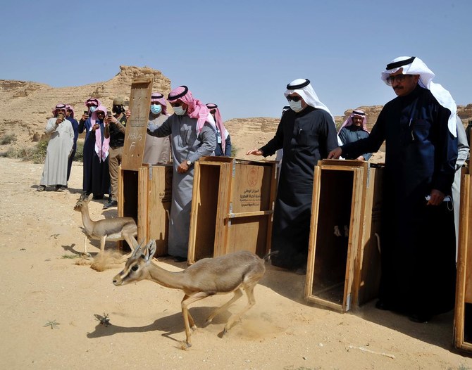 Le Centre pour la faune sauvage relâche vingt-deux espèces menacées dans une zone saoudienne protégée