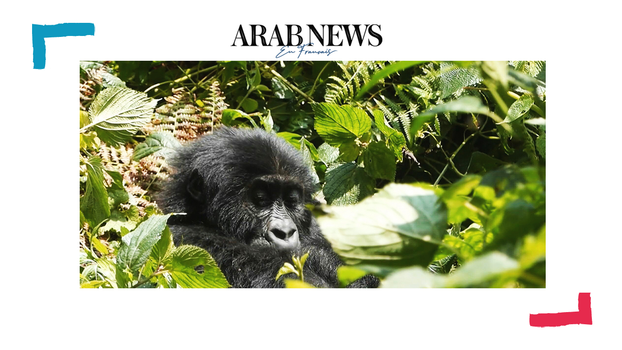 A Lwiro, une oasis pour sauver des animaux traumatisés de l'est de la RDC