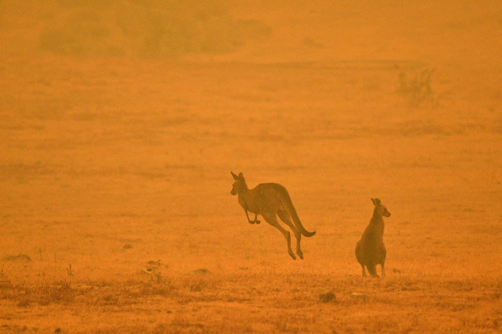 Un kangourou saute dans un champ au milieu de la fumée d'un feu de brousse à Cooma, en Australie. (AFP).