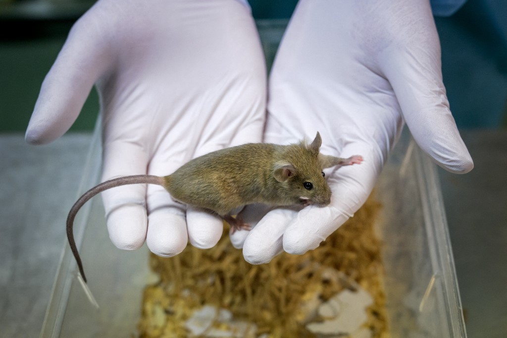 Un zootechnicien tient un rat de laboratoire à l'Université de Genève. Crédits : AFP