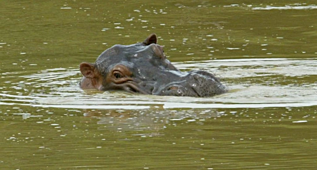 Colombie: les hippos d'Escobar décrétés « invasifs », la chasse bientôt ouverte?