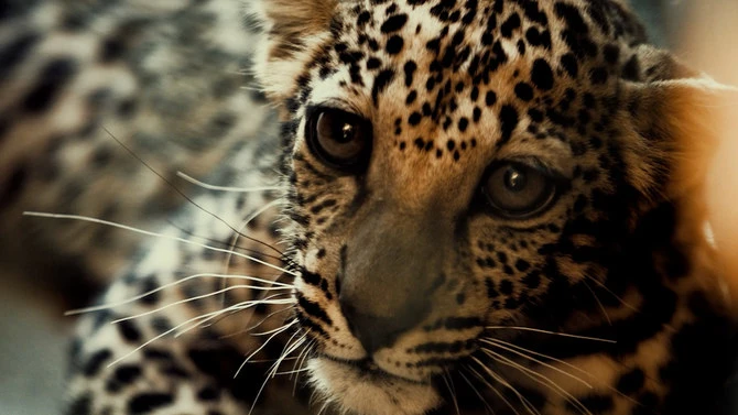 Comment le léopard d'Arabie, en voie d’extinction, est rendu à la vie sauvage en Arabie saoudite