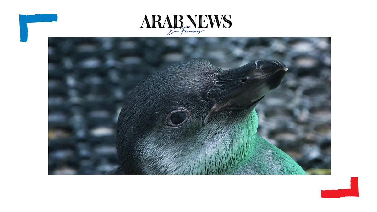 Un zoo soigne les manchots secourus après la marée noire au Pérou