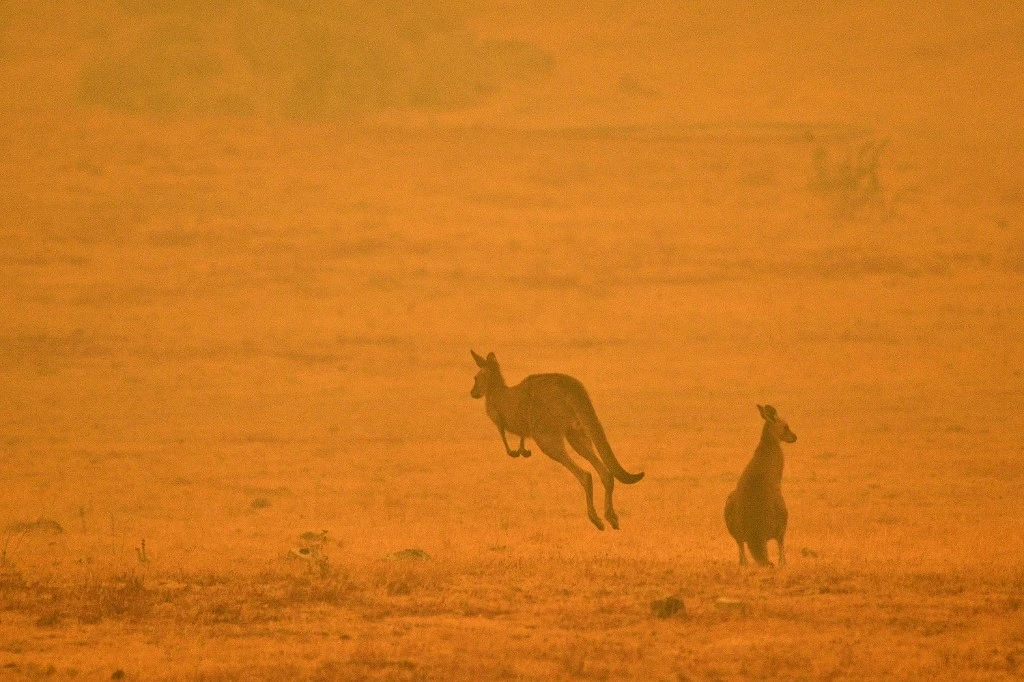 Un kangourou saute dans un champ au milieu de la fumée d'un feu de brousse à Cooma, en Australie. (AFP).