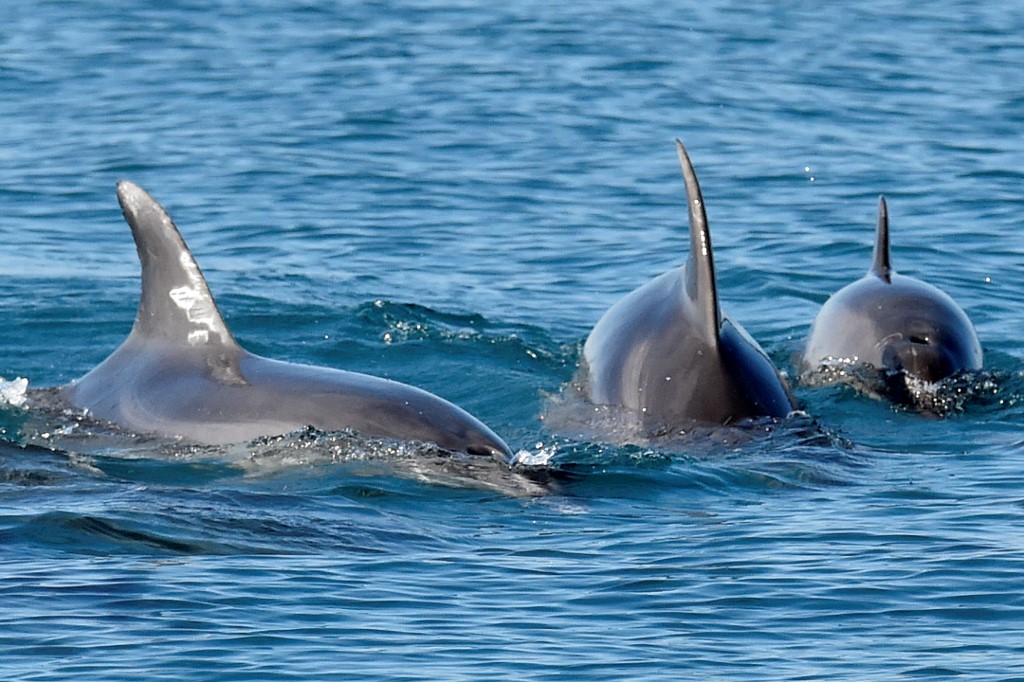 Le bateau Thera i Luna de l'ONG "Peuples de la Mer" part chaque semaine à la rencontre des animaux susceptibles de devoir cohabiter en Méditerranée avec des dizaines d'éoliennes géantes. (AFP).